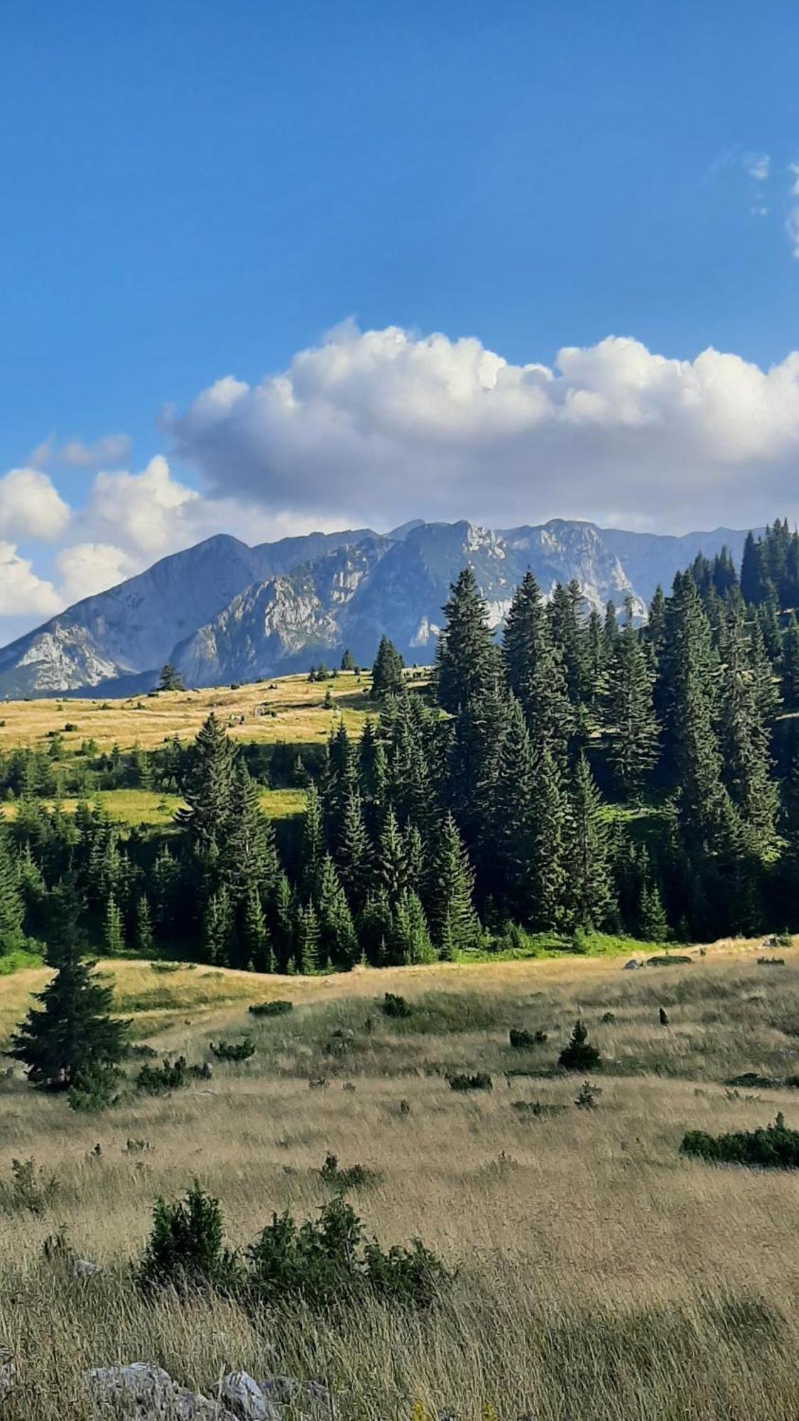 Apartments Durmitor Žabljak Eksteriør billede